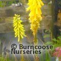 KNIPHOFIA 'Lemon Popsicle'  