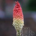 KNIPHOFIA 'Royal Standard'  