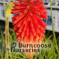 KNIPHOFIA 'Royal Standard'  