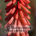 KNIPHOFIA 'Timothy'  