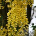 LABURNUM x watereri 'Vossii' 