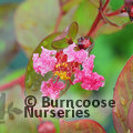 Small image of LAGERSTROEMIA