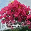 LAGERSTROEMIA   