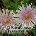 LAMPRANTHUS peach  