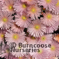 LAMPRANTHUS peach  