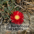 Small image of LAMPRANTHUS