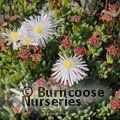 LAMPRANTHUS white  