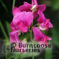 LATHYRUS latifolius 'Red Pearl' 