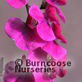 LATHYRUS latifolius 'Red Pearl' 