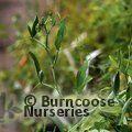 LATHYRUS latifolius 'Red Pearl' 