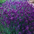 LAVANDULA angustifolia 'Hidcote' 