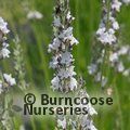 LAVANDULA x intermedia 'Edelweiss' 