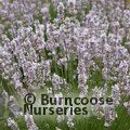 Lavandula from Burncoose Nurseries