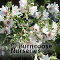 LAVATERA 'Mary Hope'  