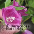 LAVATERA 'Ruby Star'  