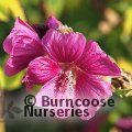 LAVATERA 'Ruby Star'  