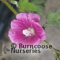 LAVATERA 'Ruby Star'  