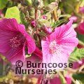 LAVATERA 'Ruby Star'  