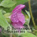 LAVATERA 'Ruby Star'  