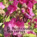 LAVATERA 'Ruby Star'  