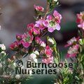 LEPTOSPERMUM 'Karo Pearl Star'  