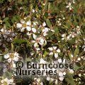 LEPTOSPERMUM laevigatum  