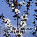 LEPTOSPERMUM scoparium 'Blossom' 