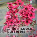 LEPTOSPERMUM scoparium 'Electric Red' 