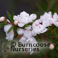 LEPTOSPERMUM scoparium 'Snow Flurry' 