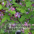 Small image of LESPEDEZA
