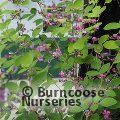 LESPEDEZA bicolor 'Summer Beauty 
