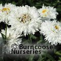 LEUCANTHEMUM x superbum 'LaSpider' 