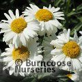LEUCANTHEMUM x superbum 'Banana Cream' 