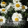LEUCANTHEMUM x superbum 'Banana Cream' 