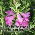 Small image of LEUCOPHYLLUM