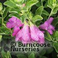 LEUCOPHYLLUM frutescens 'Green Cloud' 