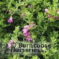 LEUCOPHYLLUM frutescens 'Green Cloud' 