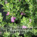 LEUCOPHYLLUM frutescens 'Green Cloud' 