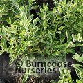 LEUCOPHYLLUM frutescens 'Green Cloud' 