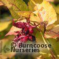 LEYCESTERIA formosa 'Golden Lanterns' 