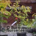 LEYCESTERIA formosa 'Golden Lanterns' 