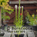 LIATRIS spicata 'Alba' 
