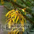 LIGULARIA   