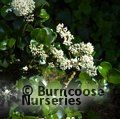 LIGUSTRUM japonicum 'Rotundifolium 