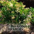LIGUSTRUM japonicum 'Texanum' 