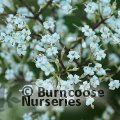 LIGUSTRUM lucidum  