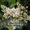 LIGUSTRUM lucidum  
