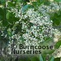 LIGUSTRUM lucidum  