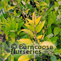 LIGUSTRUM lucidum  