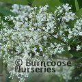 LIGUSTRUM lucidum  